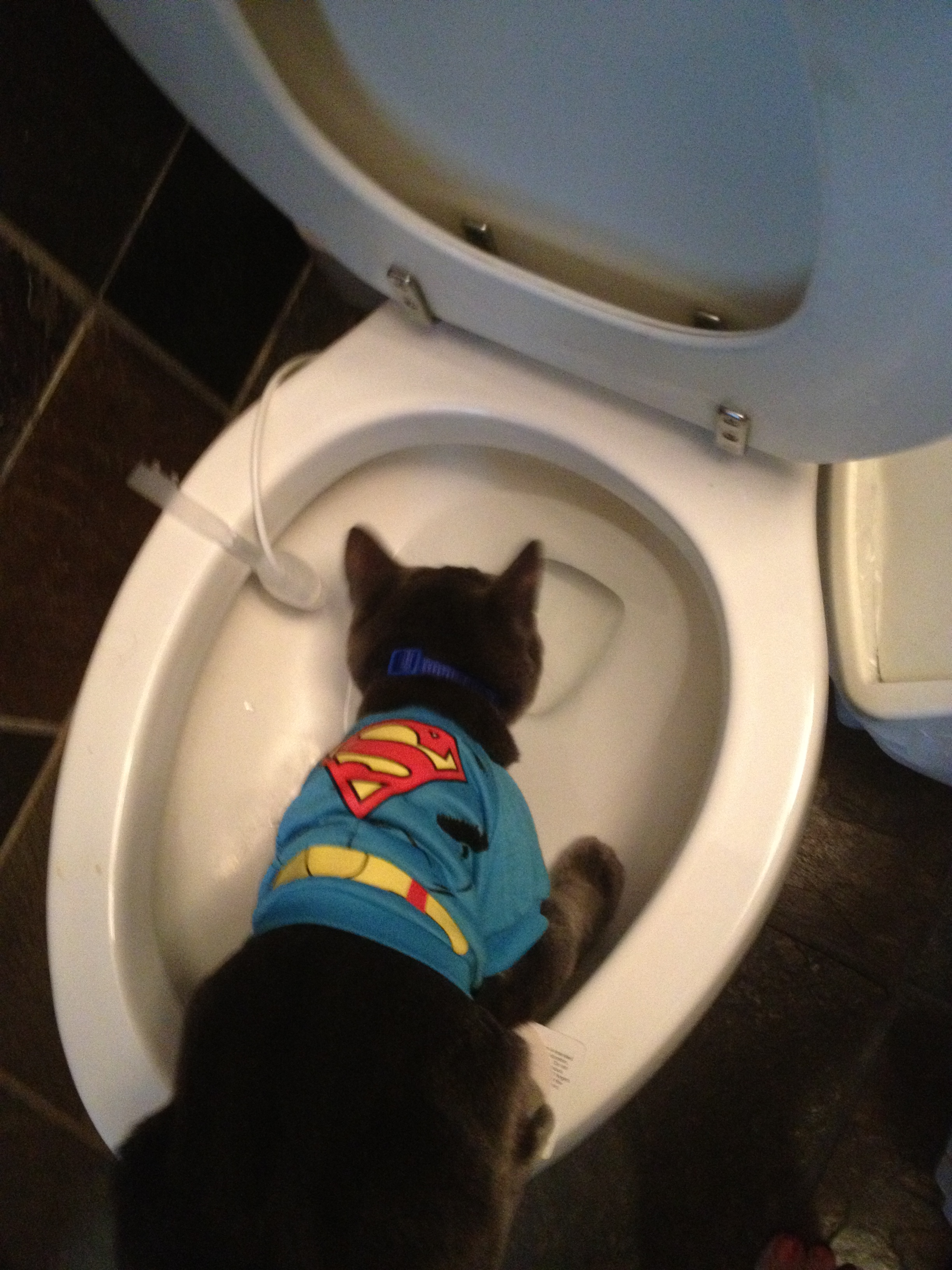 Where does “trick or treat” come from*?